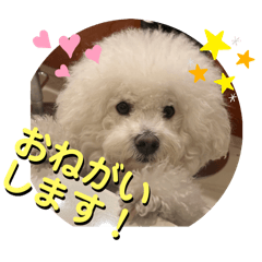 kulum5 Bichon Frize