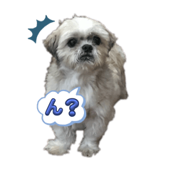 Kinako_20241231235016