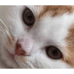 Ijima_20241231223556