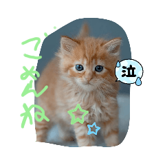 like cats stamps