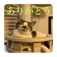 Nekomarumaru_20241231150838