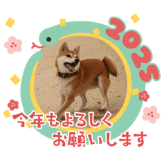 柴犬コナツのスタンプ