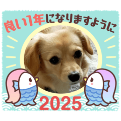 20250101tomo