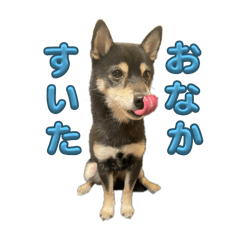 Shiba Inu KAI stamp