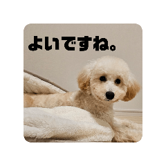 TOY POODLE MOCHI