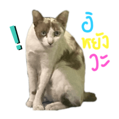 Phattharanan_20250101115259