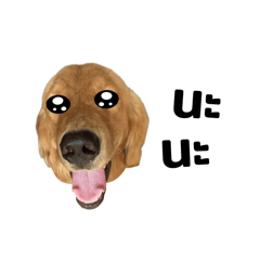 Lattee the dog