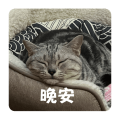 晚安小芸沄