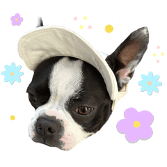 boston terrier MOMOchan