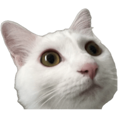 The white a cat's name is Shiro
