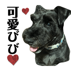 vivi_20250101195036