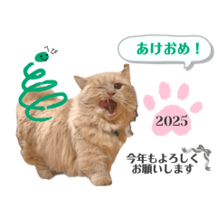 Suu_20250101231008