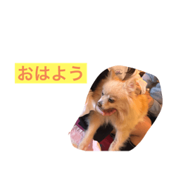 Koara_20250101143505