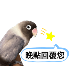 各種小鳥鳥跟小狗狗2