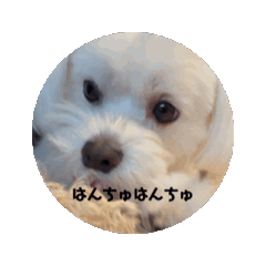 zaki_20250102173715
