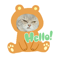 Angry Cat_20250102172742