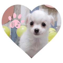 sasa_20250102184225