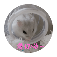 雪球日常（小倉鼠）