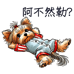 Yorkshire Terrier-LIVE