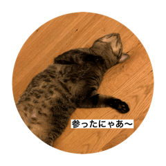 cj_20250102193301