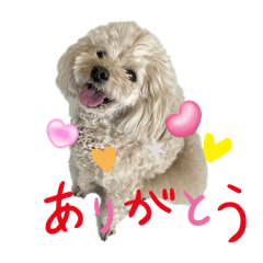 coco_20250103122611