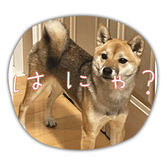 Potato_20250102225120