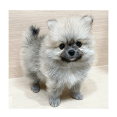 Yuzu The Pomeranian