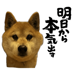 SHIBAINU TAWASHI2