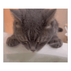 Tiga_20250103230917