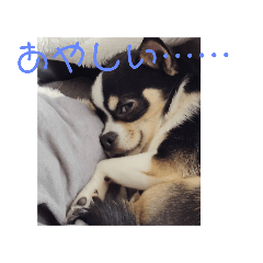 choco_20250103204917