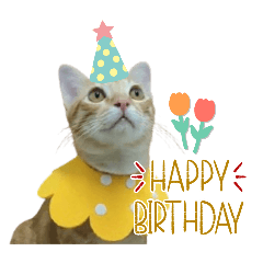 Kaijeow orange cat 4