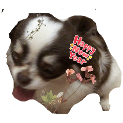 coco_20250103221842