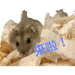 珍珠小寶貝來啦！