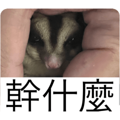 樤禀搗蛋