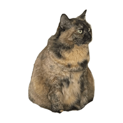 very cute cat FUKO