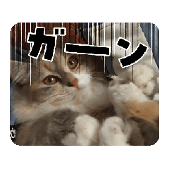 noa_20250104124034