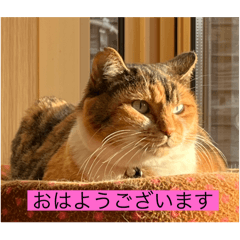 Kinako_20250104163951