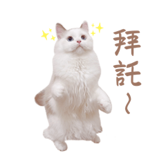 咪倪的日常生活