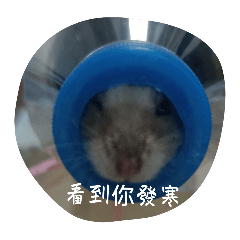 鼠球鼠餅日常
