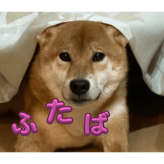 non_20250104151209