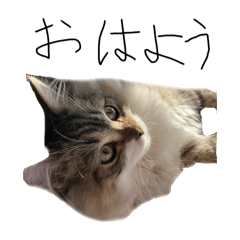 Mitsuki_20250104124926