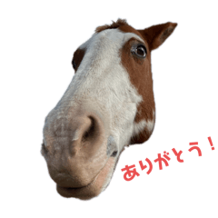 ありがとうを伝える馬たち
