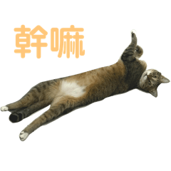 賽小斑2.0