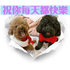 布布丁丁貴賓狗狗