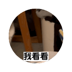 有三隻貓