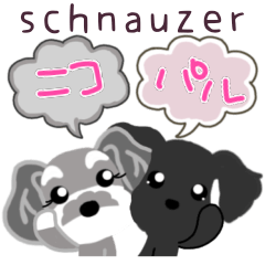 schnauzer nico & paru