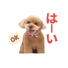 Toy Poodle anzu