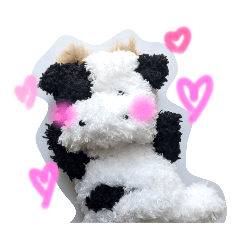 Cow bb