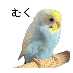 Budgerigar daily life.