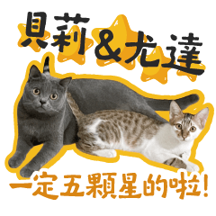 英短貝莉(Bailee)和米克斯尤達(Yoda)